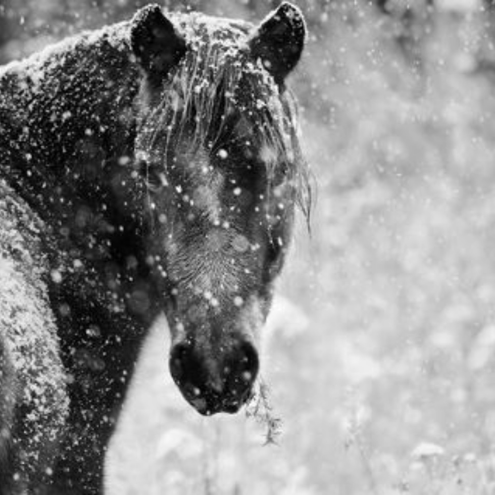 Meet your Posher, Ray